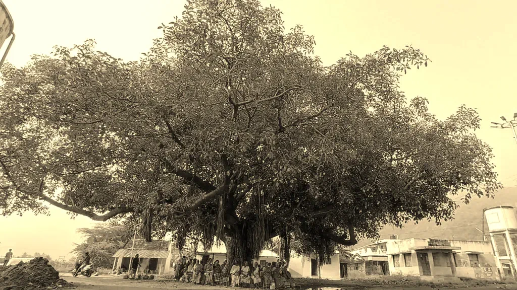 The banyan tree in the centre of Vachathi.